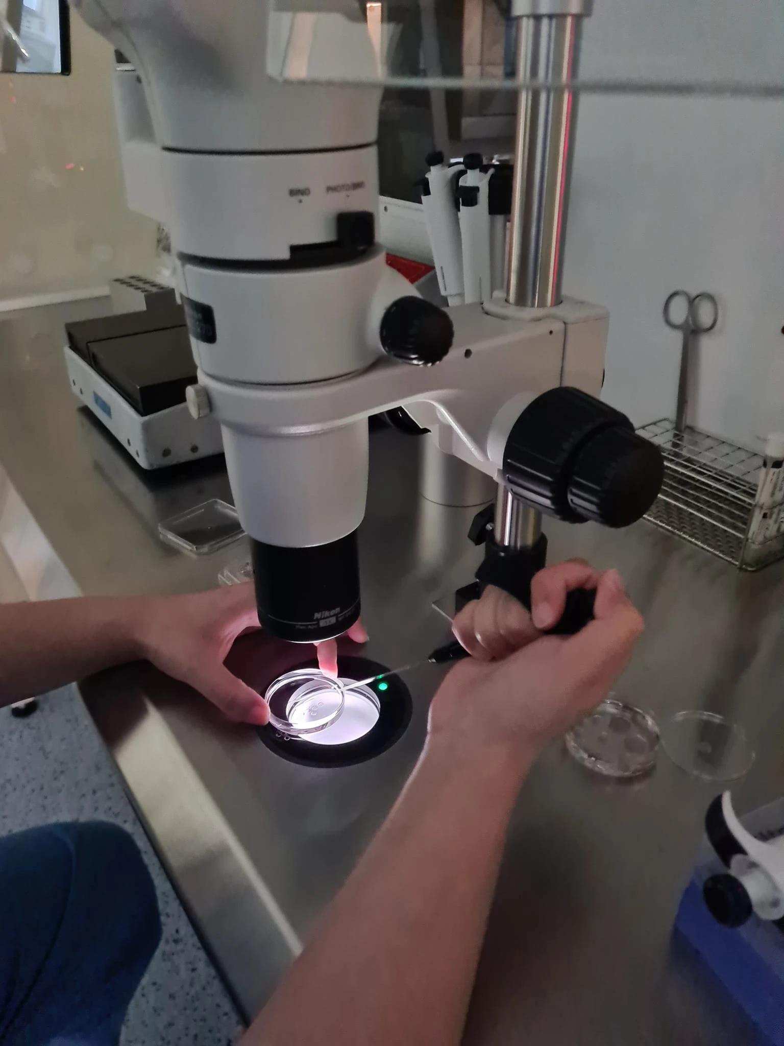 labo tfci FIV tanger 6