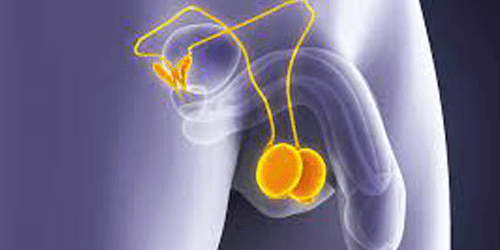 Rajeunissement testiculaire
