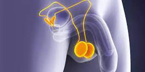 Ringiovanimento Testicolare
